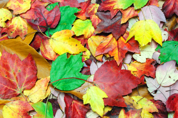 istock colorful dry autumn maple leaves as nature background 2157459627