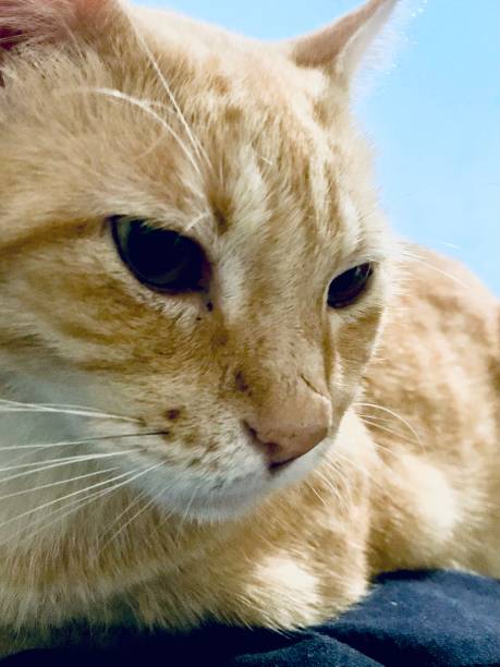 istock Cat looking at camera. Brown cat. Cat lying down. Cat seen up close. Cat with beautiful look. Close-up cat. Kitten 2157460068