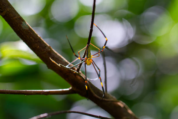 A Nephila pilipes spider, also known as the giant golden orb-weaver spider, was photographed in its web.  Wulai, Taiwan.
