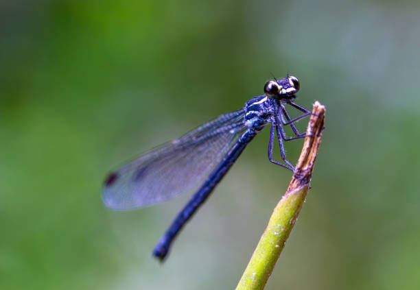 Dragonfly in the morning dew