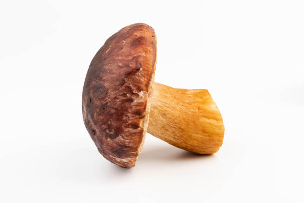 big boletus edulis isolated on white background close up