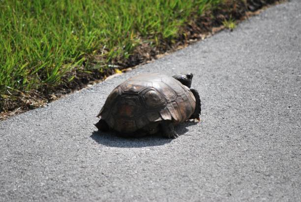 istock Animals that we find in Miami. 2157463434
