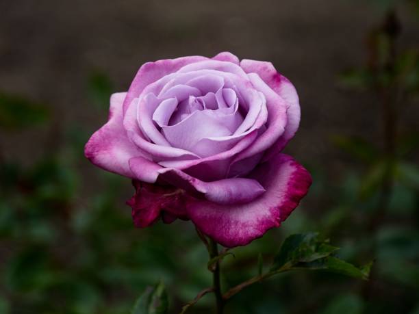 istock Single rose on a stem, growing on a flowerbed 2157464846