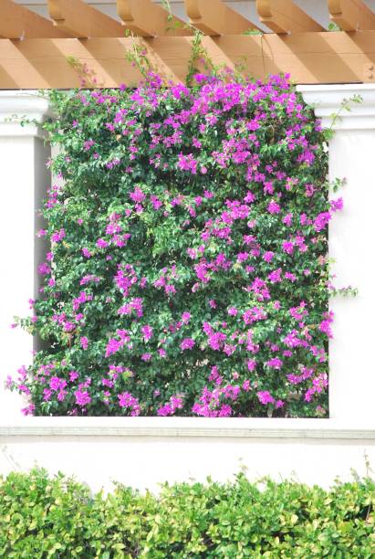 istock The greenery and flowers in Miami FL. 2157465188