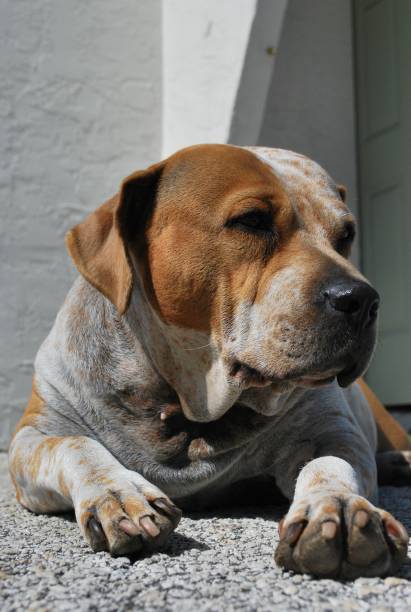 We can find many kinds of dogs in Miami, in this case Firulais gives us a sample of his skills!