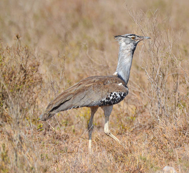 istock Nairobi National Park 2157466135