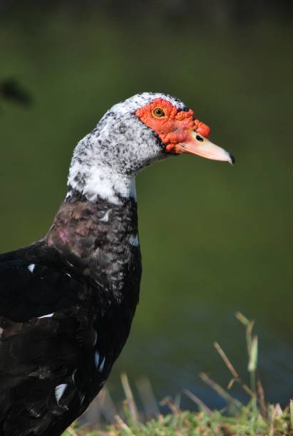 istock Animals that we find in Miami. 2157466695