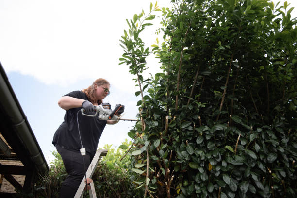 istock A woman trims a hedge in the garden 2157467052
