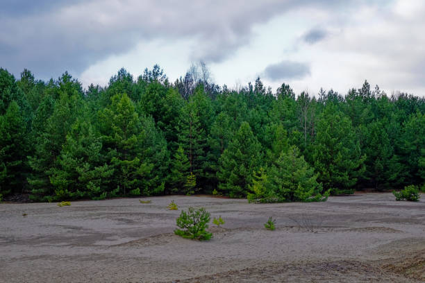The sunlight shines into the dense coniferous trees