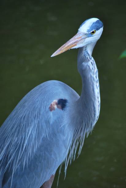 istock Animals that we find in Miami. 2157467756