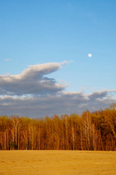 Bare trees with a backdrop of a clear, blue sky and a visible moon.