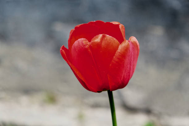 The tulips petals are open, showcasing its vibrant color.