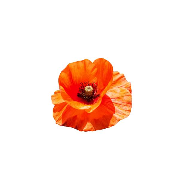 A bright orange poppy flower isolated on a white background.
