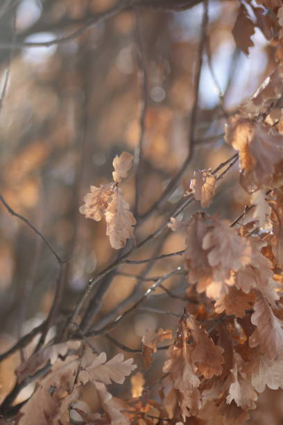 The soft morning light illuminates the delicate, brown leaves of an oak tree in winter. The leaves, dried and withered, cling to slender branches, their edges curling slightly. The background is a soft blur, creating a gentle, dreamy atmosphere that enhances the warm, earthy tones of the leaves. This serene scene captures the quiet beauty of nature in a transitional season, highlighting the intricate details and subtle hues of the oak leaves.