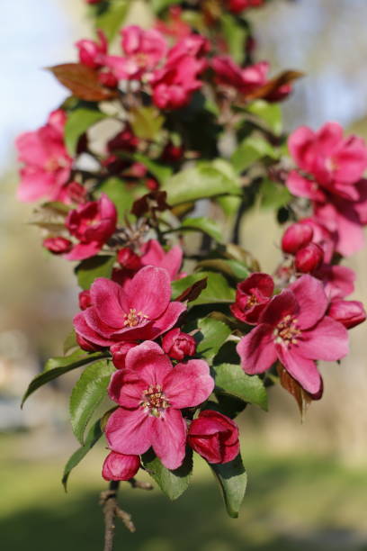 A striking display of cranapple flowers in a deep, rich purplish-red hue. These elegant blooms, with their intricate petals and vibrant color, create a captivating contrast against the backdrop of lush green foliage. The cluster of flowers, densely packed on the branches, forms a visually stunning spectacle, exuding a sense of natural elegance and vitality. The deep purplish-red tones evoke a sense of warmth and sophistication, making the scene both enchanting and memorable, perfect for celebrating the beauty of nature in full bloom.