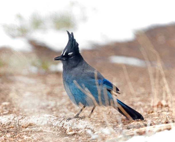 istock Steller's Jay in the Snow 2157469845