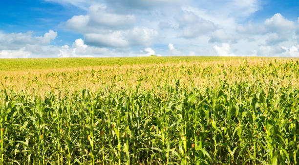 istock Corn field and blue sky. Wide photo. 2157470576