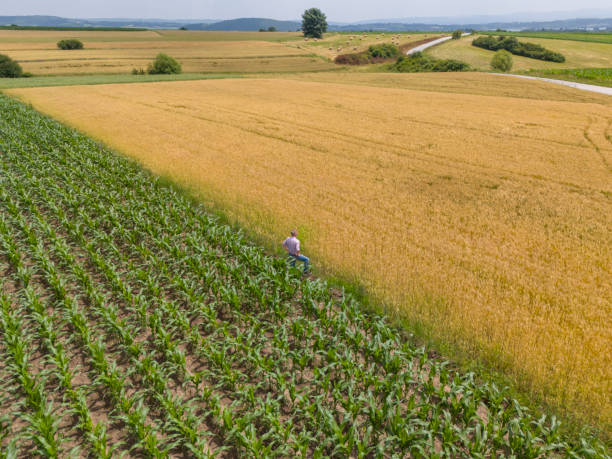 istock Farming, growing corn and ripe wheat agricultural fields 2157471260