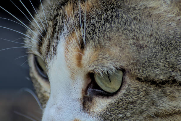 Close-up of cat