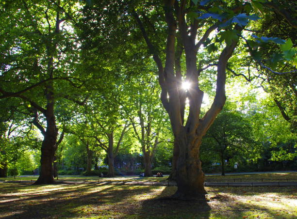 Un arbre illuminé par le soleil, dans un parc à Dublin, en Irlande