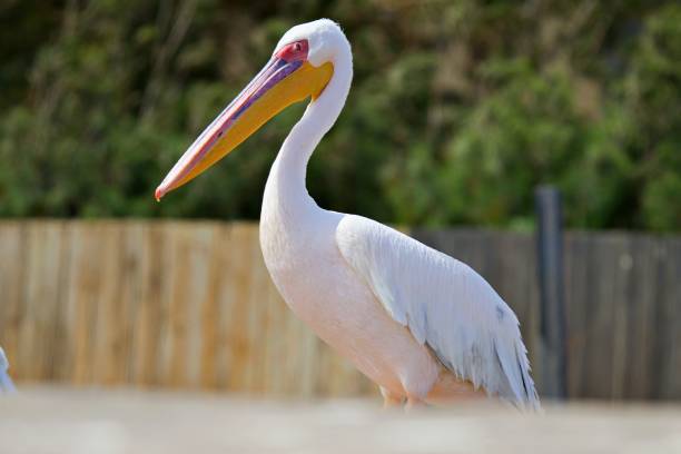 istock Close up of pelican 2157476330