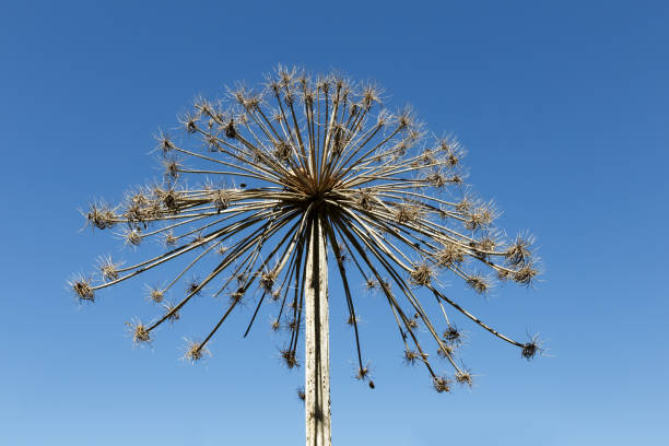 Sosnowsky's hogweed, Heracleum sosnowskyi. Dry inflorescences of hogweed plants on a blue background. dried flower against a blue sky