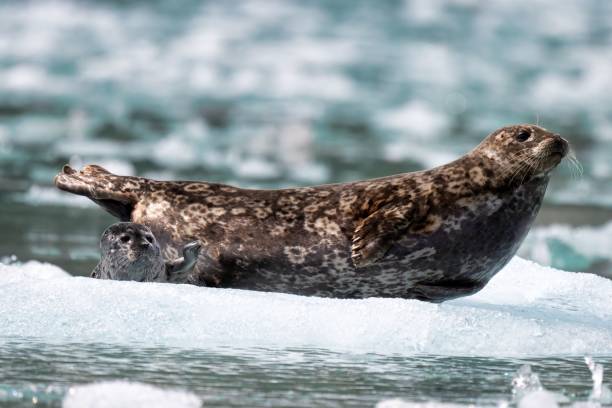 istock Mother seal with her pup resting on an ice floe in a cold ocean environment 2157477419