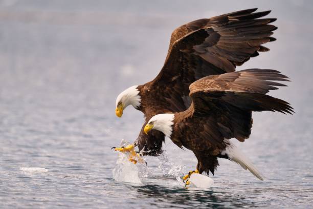 istock Bald eagles over ice in the water, wings spread, focused on the surface 2157477428