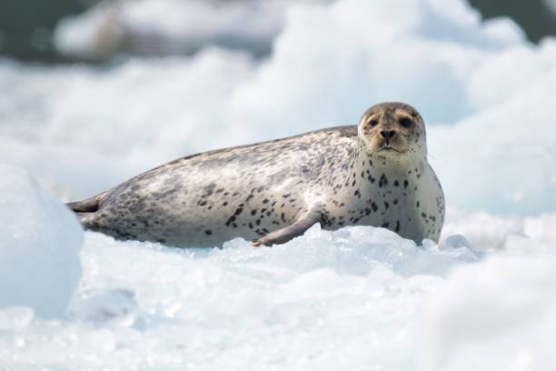 istock Seal resting on ice in a cold, icy environment with a blurred background 2157477433