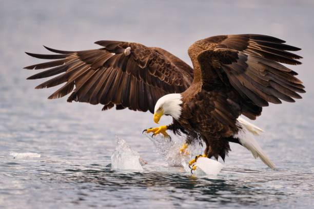 istock Bald eagles over ice in the water, wings spread, focused on the surface 2157477442