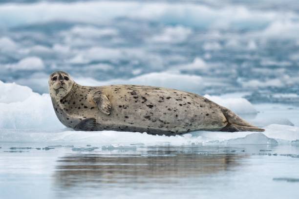 istock Seal resting on an ice floe in a cold, icy ocean environment 2157477569