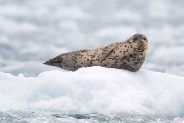 istock Harbor seal resting on an ice floe in a cold, icy environment with a blurred background 2157477578