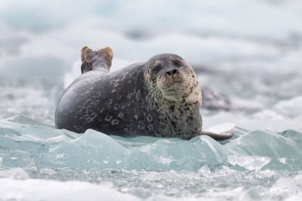 istock Close-up of a harbor seal resting on ice in a cold, arctic environment with a blurred background 2157477647