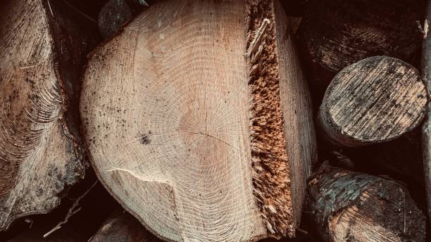 istock Log pile in woodland 2157478526