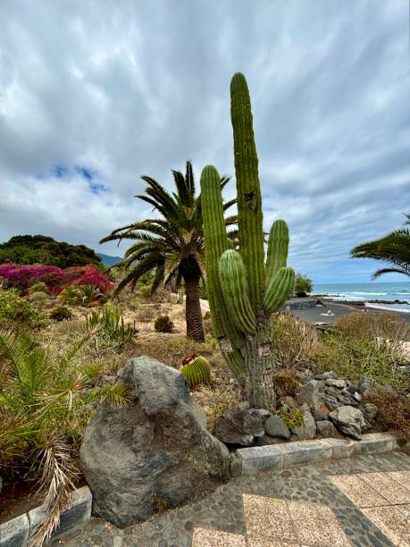 istock Puerto de la Cruz, Tenerife 2157478579