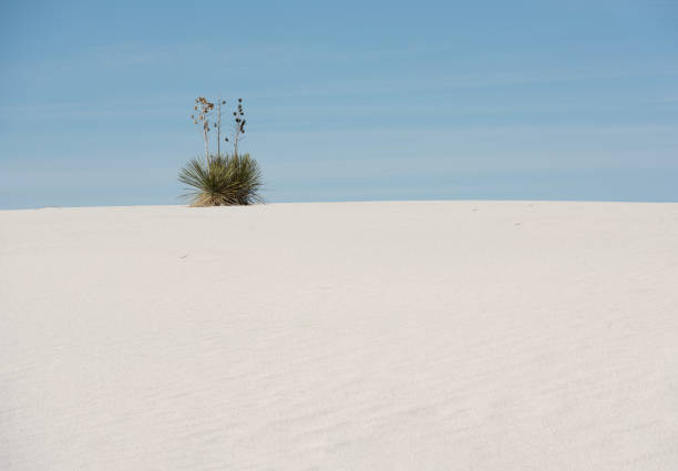 A soaptree yucca stands alone on a ridge of white gypsum at White Sands National Park in New Mexico.