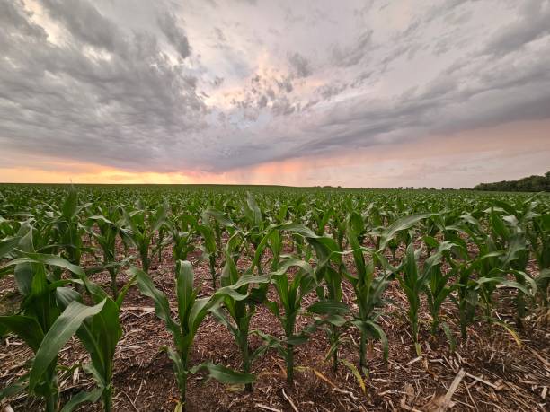 istock Dramatic cloudy skies over a Nebraska cornfield. 2157479647