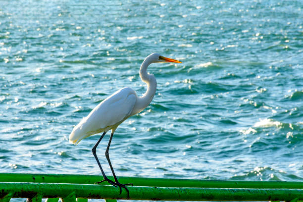 White heron perched in front of the sea on a sunny day