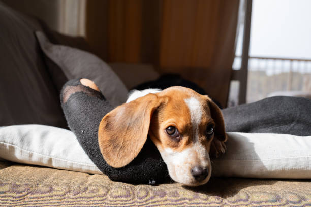 beagle puppy dog with tender eyes on the sofa taking a nap with his owner sleeping.bad foot smell and dirty,leaky and old socks..