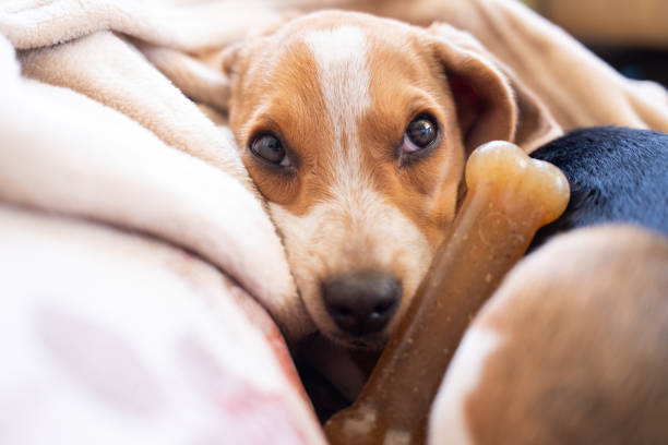 eagle puppy dog stretched looking at camera with cute eyes and playing with rubber bone.pet looking at its owner for fun and play.