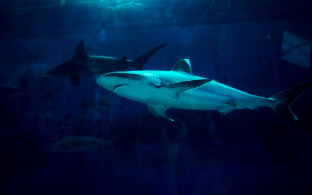 istock Shark swimming in dark blue ocean water 2157481551