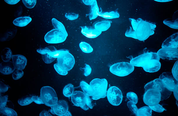 istock Many transparent jellyfish under blue light in black background 2157481558