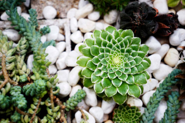 Various succulents including Aeonium tabuliforme, burros tail, arranged nicely on perlite stone ground