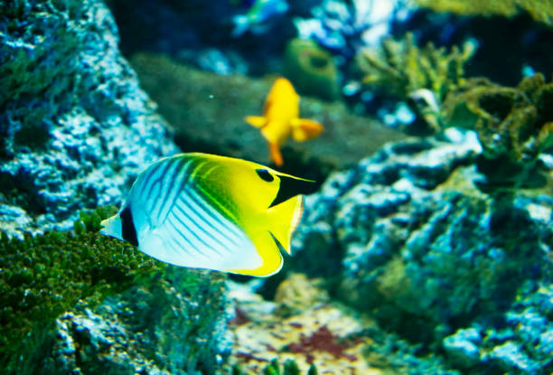 istock Threadfin butterflyfish swimming in coral reef ocean water 2157481673