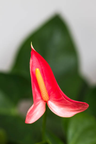 Anthurium plant in the pot