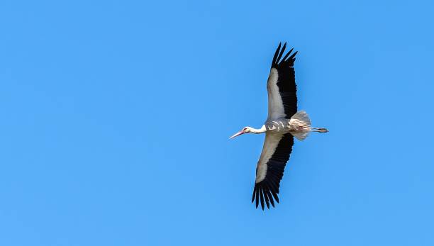 istock portrait of a white stork in flight 2157483461