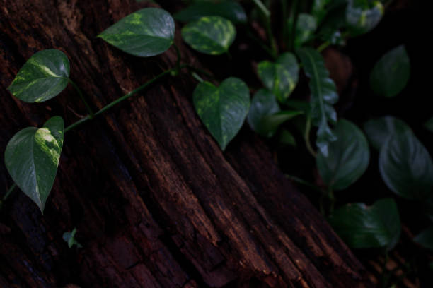 Liana scindapsus leaves on the tree bark background