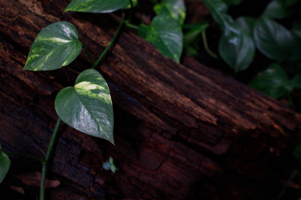 seen close up of an old tree trunk that has been cut down surrounded by green plants