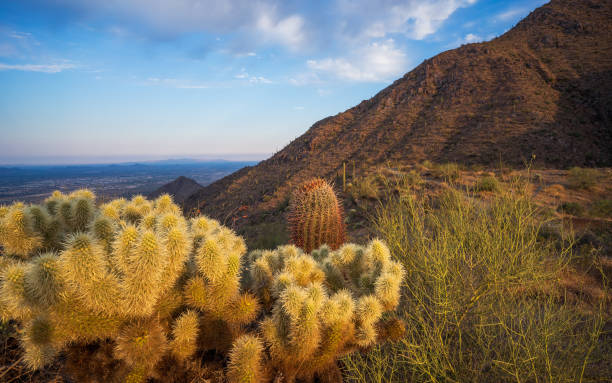 istock Sof morning light on teddy bear cholla on Bell Pass in the McDowell Mountains 2157486334