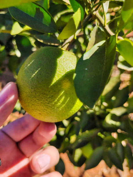 istock Fresh oranges on the tree at the farm 2157488277